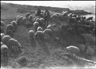 Lebanon Shepherd & flock near Beirut Lebanons Lebanon, World War I - Old Photo