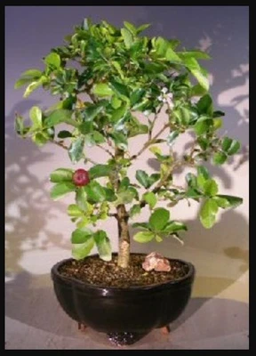 Barbados Cherry Bonsai Tree Live Flowering Dwarf Weeping Houseplant 14'' Tall - Image 1 of 2