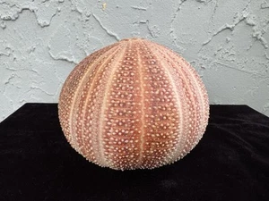 Real Red/Orange Sea Urchin Pomander Shell Taxidermy - Picture 1 of 6