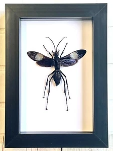 Riesentarantel Falke Wespe (Hemipepsis speculifer diselene) Box Rahmen Display Biene - Bild 1 von 3
