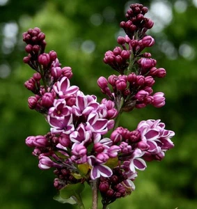 Flieder Edelflieder Syringa vulgaris 'Sensation' 80-100 cm im 7,5 L. Container - Bild 1 von 3