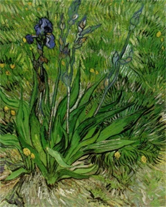 Hand-painted Oil Painting Vincent van Gogh Iris flowers - Picture 1 of 2