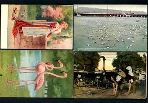 #715 Pink Flamingo, Ostrich Farm, Pigeons, Seagulls Scavengers Puget Sound Wn. - Picture 1 of 3