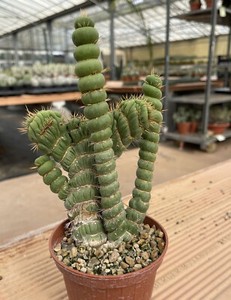 EULYCHNIA CASTANEA SPIRALIS CRESTED MONSTER CLUMP ON ROOTS POT 10CM CACTUS SUCC