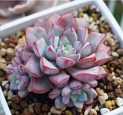 subcorymbosa Laui 030 ( giant form)   3cm diameter Succulent - Image 1 of 4