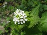 Garlic Mustard - Alliaria petiolata - 25+ seeds - Graines - Semillas - Samen