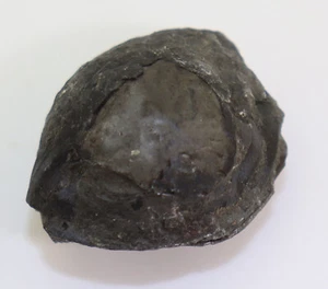 Trilobit, Nileus armadillo, Ordovizium, Kinnekulle, Schweden -k118 - Picture 1 of 8