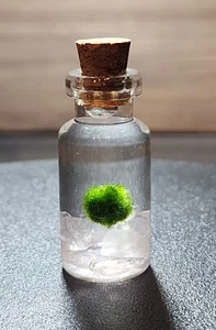Live Marimo Moss Ball In Natural Pink Quarz AquaScape Terrarium Unique Gift - Picture 1 of 3