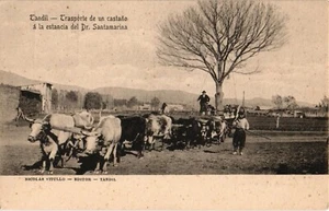 Argentina Old postcard vintage Tandil Transporting a chestnut tree (698) - Imagen 1 de 2