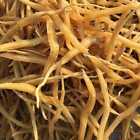 Yellow Golden Shatavari Satawar Roots Asparagus Indian Raw Whole Herbs FREE SHIP