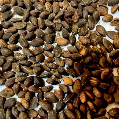 Afghan Pine Tree Seeds (PINUS ELDARICA) - Image 1 of 4