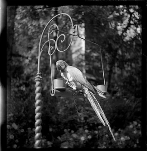 Perroquet sur perchoir - Ancien négatif photo an. 1940 - Picture 1 of 1