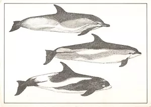 Delfines Saddleback de lados blancos y pico blanco de DD Tyler, postal vintage - Imagen 1 de 2