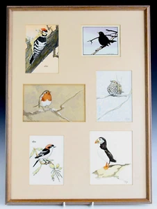 Original Bird Paintings by C E Talbot Kelly - Ornithological Art. Robin, Puffin+ - Picture 1 of 9