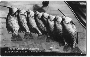 RPPC String of Crappies, Itasca State Park, Minnesota Fishing 1940s Vtg Postcard - Picture 1 of 2