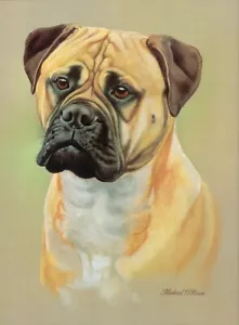 More details for print of a bull mastiff by michael o&#039;brian, collectable