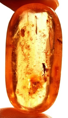 26.70 Cts. Natural Genuine Old Baltic Amber Untreated Certified Gemstone - Image 1 of 4