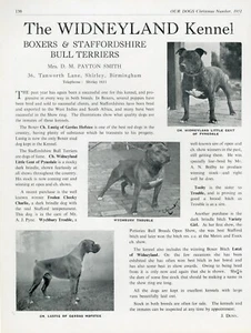 STAFFORDSHIRE BULL TERRIER OUR DOGS 1951 WIDNEYLAND KENNEL DOG BREED ADVERT PAGE - Picture 1 of 1