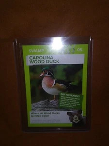 Winn Dixie GO WILD Trading Card Carolina Wood Duck - Picture 1 of 1