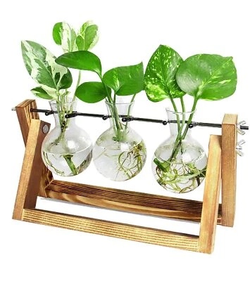 Estación de Propagación Ivolador Bombilla Planta Terrario Plantador y Soporte Planta Amor... Foto 1 de 4