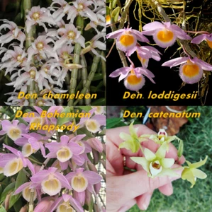 Dendrobium 4 Pack! D. chameleon, catenatum, loddigesii, Bohemian Rhapsody - Picture 1 of 9