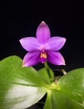 Phalaenopsis Yaphon The Hulk X Phal. Violacea Var Indigo Orchid Size Plant #42