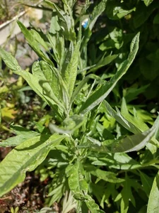Mugworts Artemisia vulgaris - Picture 1 of 2