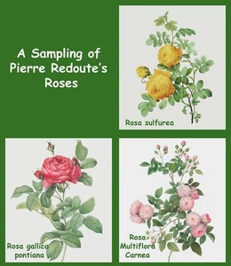 A Sampling of Roses by Redoute's 3 Counted Cross Stitch Charts Patterns - Picture 1 of 6