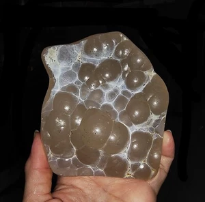 STUPENDA AMMONITE!! AGATA DI CALCEDONIO LUCIDATA LATERALE, DA JAVA, INDONESIA, 98 MM - Foto 1 di 6