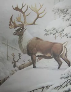 1974 CARIBOU Guy Coheleach signed lithographic print rag paper USA - Picture 1 of 12