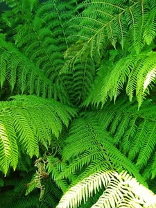 Tree fern spore Dicksonia antarctica - Picture 1 of 7