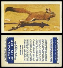 Jumping Hare #20 African Wild Life 1962 Brooke Bond Tea Card