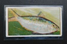Wills Capstan Navy Cut Cigarette Tobacco Card Fish of Australasia 1912  No. 44