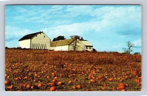 Otoño en el país Amish, escena de granja que muestra calabazas y calabazas, postal vintage - Imagen 1 de 2