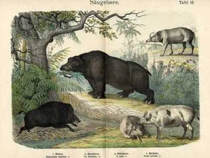 1868 HANSELMANN HC LITHOGRAPH hippo, pig, boar, babirusa - Picture 1 of 2