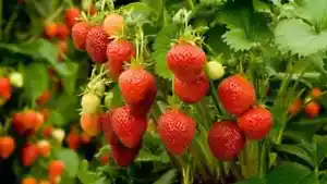 Temptation Strawberry Seeds High Yielding Strawberry Seeds Fruit Seeds - Picture 1 of 1