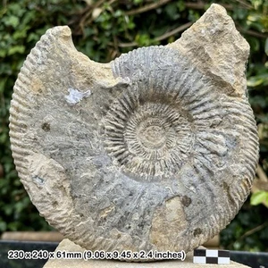 8" BIGOTITES THEVENINI Fossil Ammonite Jurassic Coast Inferior Oolite Dorset UK - Picture 1 of 2
