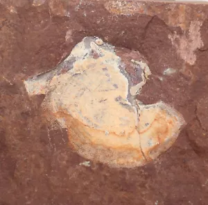 Panzerfisch, Bryantolepis sp., Devon, Bearthooth Butte, Wyoming, USA -i94 - Bild 1 von 4