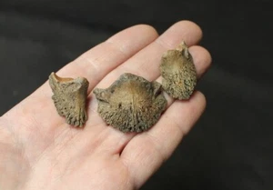 Replica Fossil Pleistocene Tapir Ungual lot hooves claws very nice - Picture 1 of 5