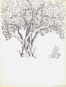 ORIGINAL TUSCHEZEICHNUNG "ZENTRALER PARKBAUM" - 1965 - Bild 1 von 1