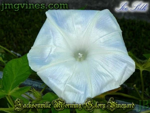 Ice Silk Japanese Morning Glory 6 Qty - Picture 1 of 6