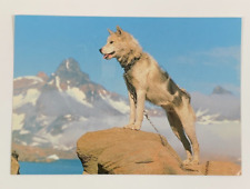 Husky Sledge Dog in Kalaallit Nunaat Greenland Postcard  Angmagssalik Slaedehund