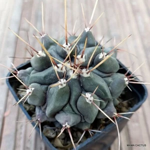 A7626 THELOCACTUS RINCONENSIS olla 7 cm H 4 cm W 7 cm MaMa Cactus - Imagen 1 de 4