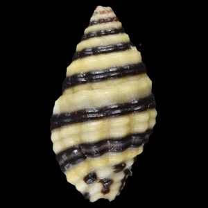 ENGINA MELANOZONA f. B (Mactan Isl., Philippines) 9.3mm #42343 - Picture 1 of 3