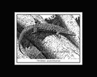 Spiny Tailed Monitor Print Note Card Pen And Ink Matted Reptile Lizard
