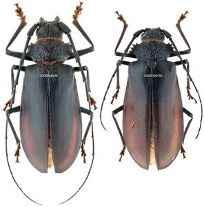 Insect - PRIONINAE Hoplideres spinipennis - E.Madagascar - Pair 35mm ....!! - Picture 1 of 1