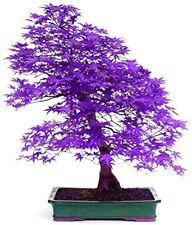 10 Seeds Purple Japanese Maple Tree SEEDS ARE HULLED FOR FASTER GROWTH
