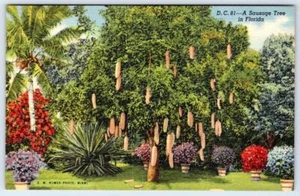 ALBERO DELLA SALSICCIA IN FLORIDA CARTOLINA VINTAGE TENDA LAGHETTO LINO ANNI 40 FOTO ROMANA - Foto 1 di 2