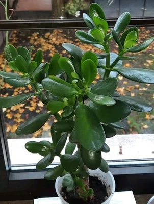 Geldbaum, Pfennigbaum, Crassula Ovata, ca. 35 cm, pflegeleich, kräftiger Wuchs - Bild 1 von 3