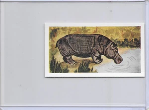 1954 Hippopotamus Neilson's Chocolate Interesting Animals Card #45 - Picture 1 of 2